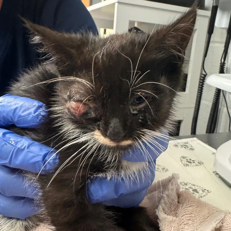 A baby small-sized female Black Domestic Short Hair cat named Sunbeam for adoption in Birdsboro, PA