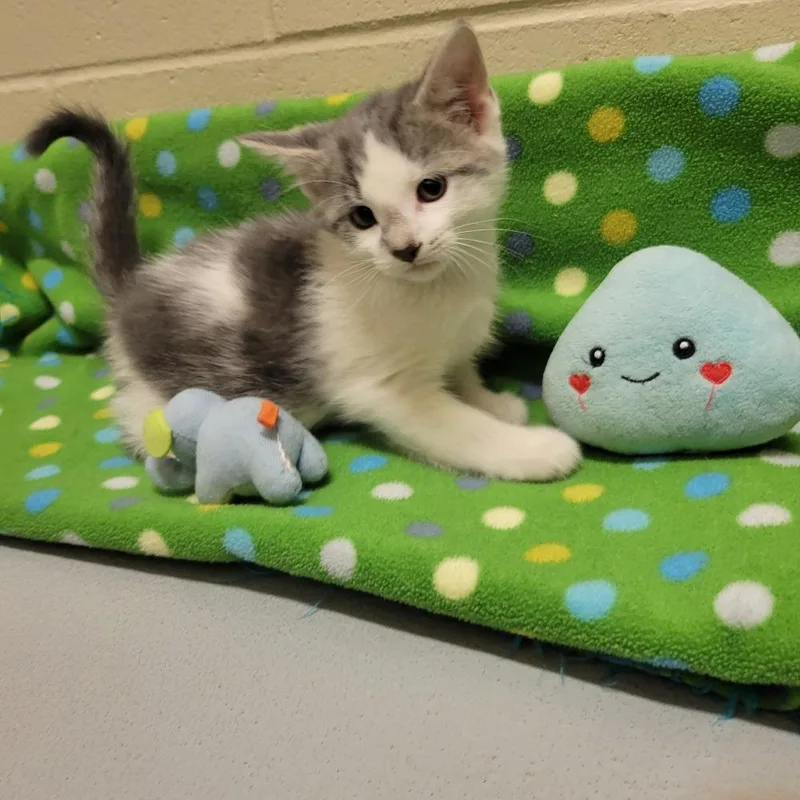 A baby medium-sized female Tabby (Gray / Blue / Silver) Domestic Short Hair cat named Tansy for adoption in Mason City, IA