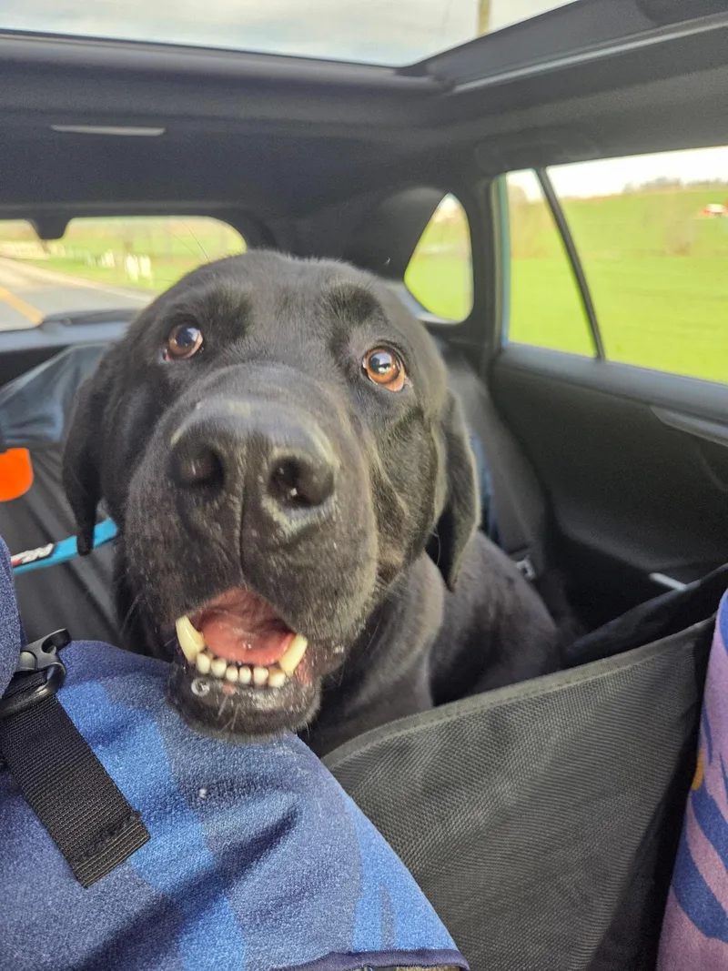 An adult large-sized male Black Black Labrador Retriever dog named Rivernot Accepting Applications Yet! for adoption in Medina, OH