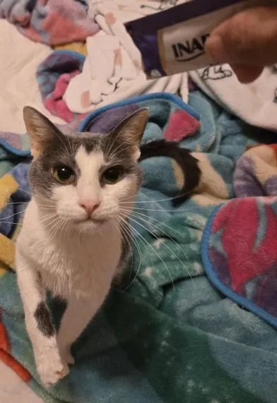 An adult medium-sized male Gray & White Domestic Short Hair cat named Jimbo for adoption in Liverpool, TX