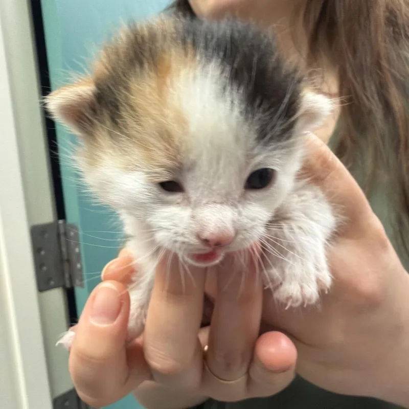 A baby small-sized female Calico Domestic Medium Hair cat named Pippi for adoption in Santa Barbara, CA