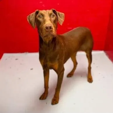 A young medium-sized male Doberman Pinscher dog named Koda for adoption in Alexandria, VA
