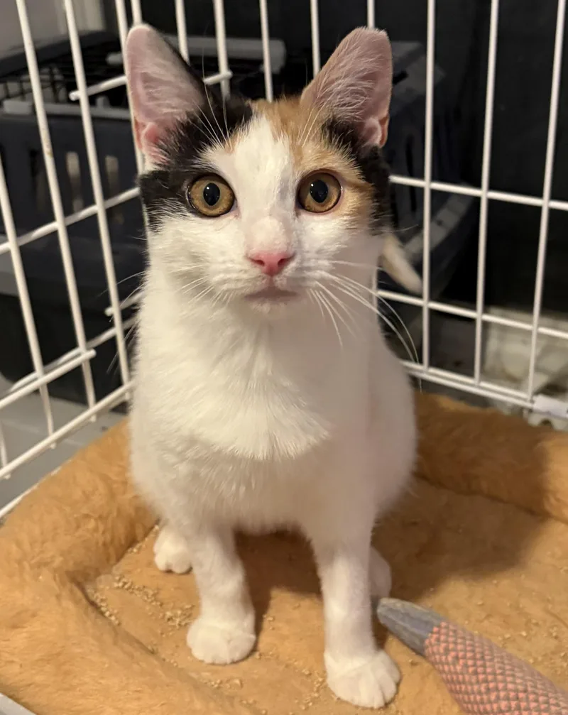 Elizabeth Taylor thumbnail 2