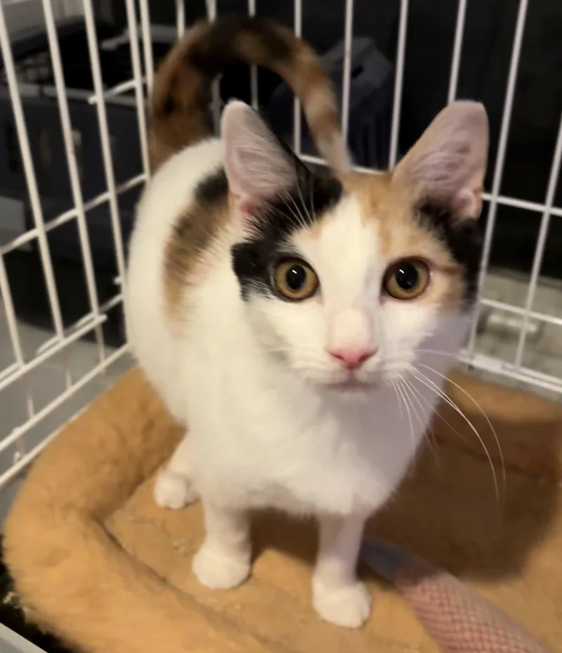 Elizabeth Taylor thumbnail 3