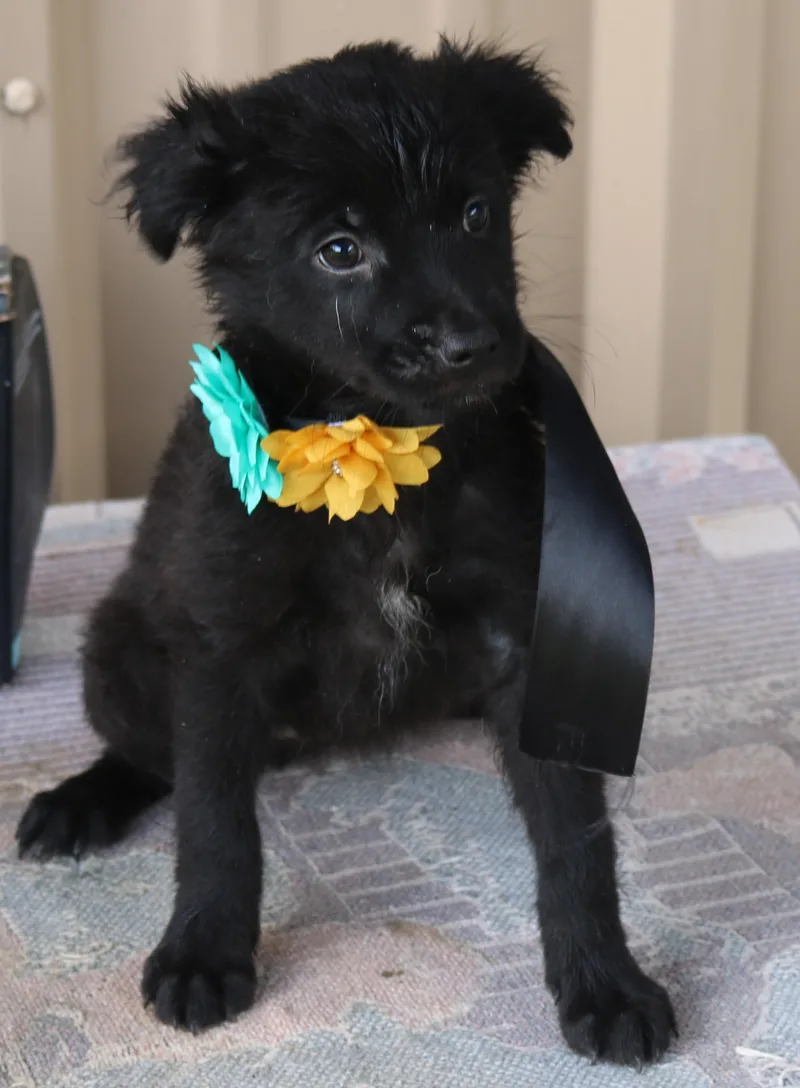 A baby small-sized female Black Cairn Terrier dog named Hannah for adoption in Bandera, TX