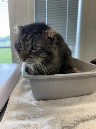 An adult medium-sized male Domestic Long Hair cat named Liam for adoption in Lafayette, IN