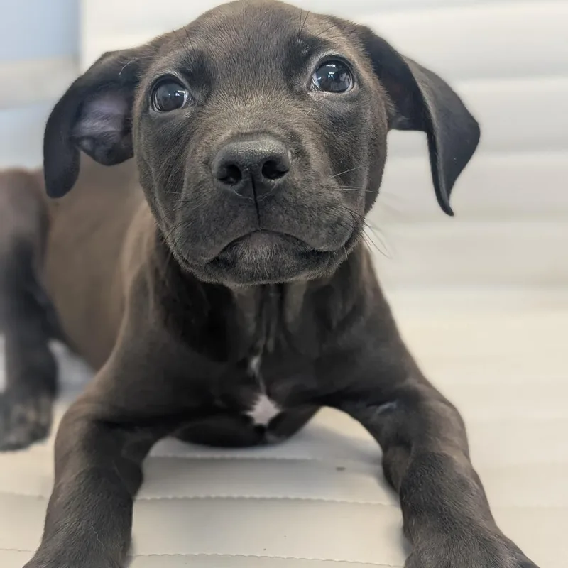 Vader