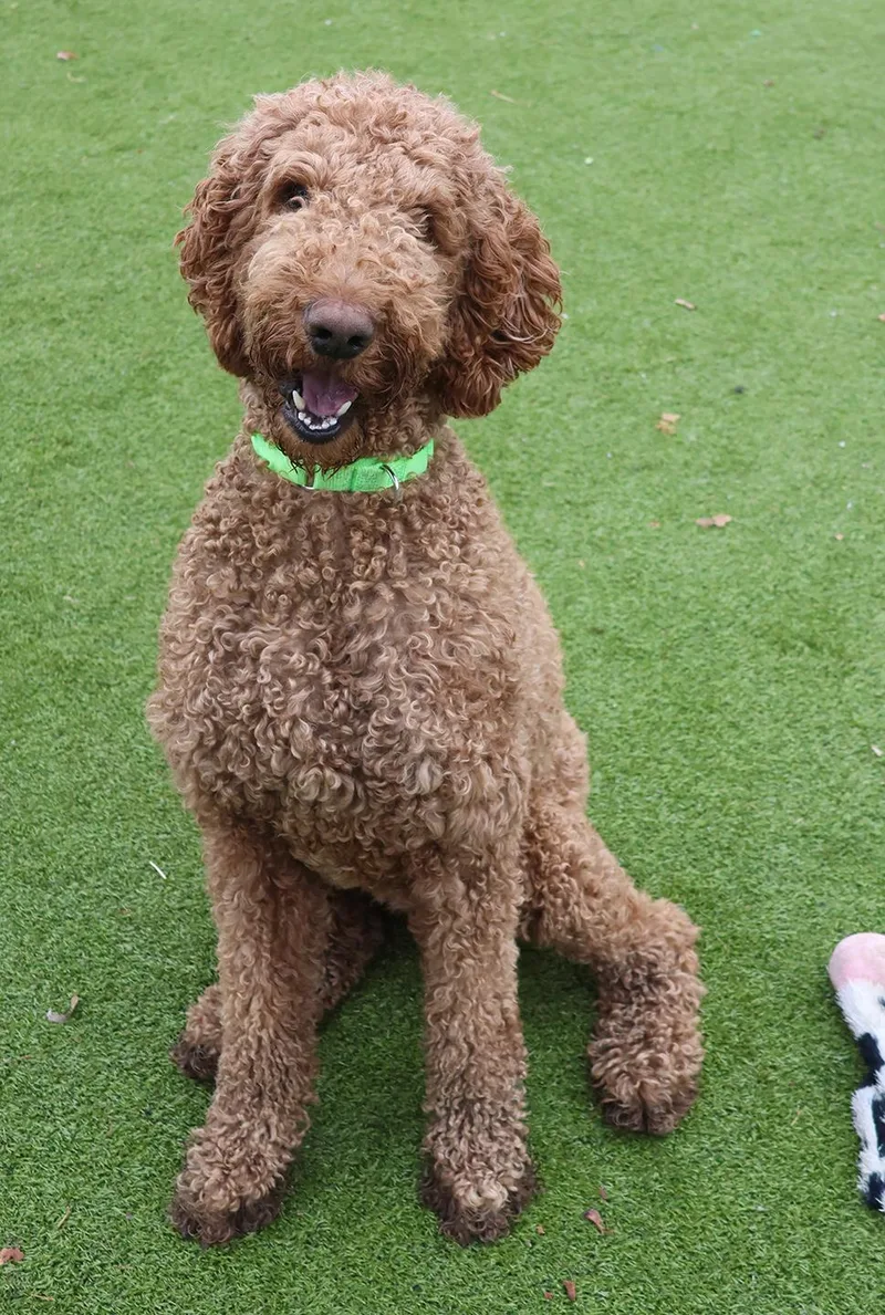 A young large-sized male Apricot / Beige Poodle dog named Kobe for adoption in Harrison, NY