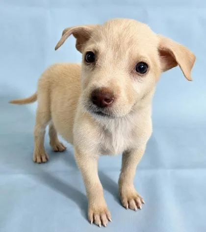 A baby large-sized male Labrador Retriever dog named Dew for adoption in Morton Grove, IL