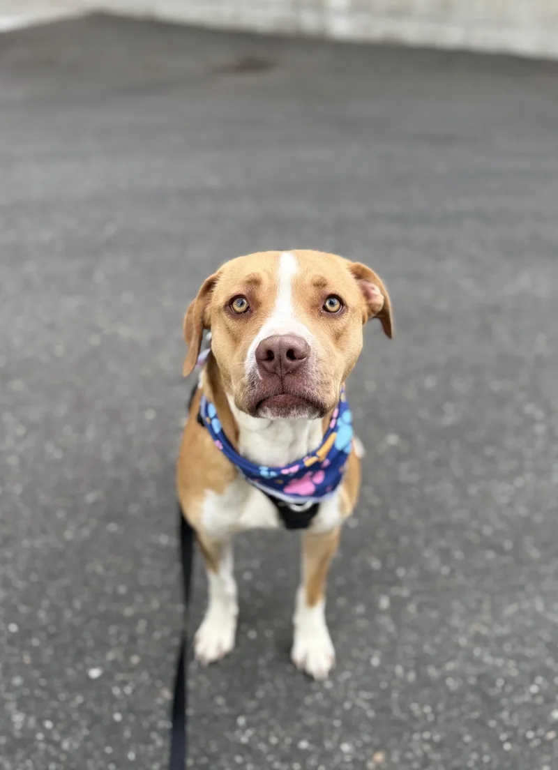 A young medium-sized male Golden Boxer dog named Raider for adoption in lynnwood , WA