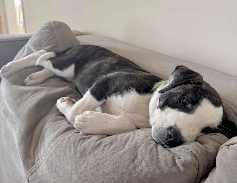 Franklin thumbnail 2