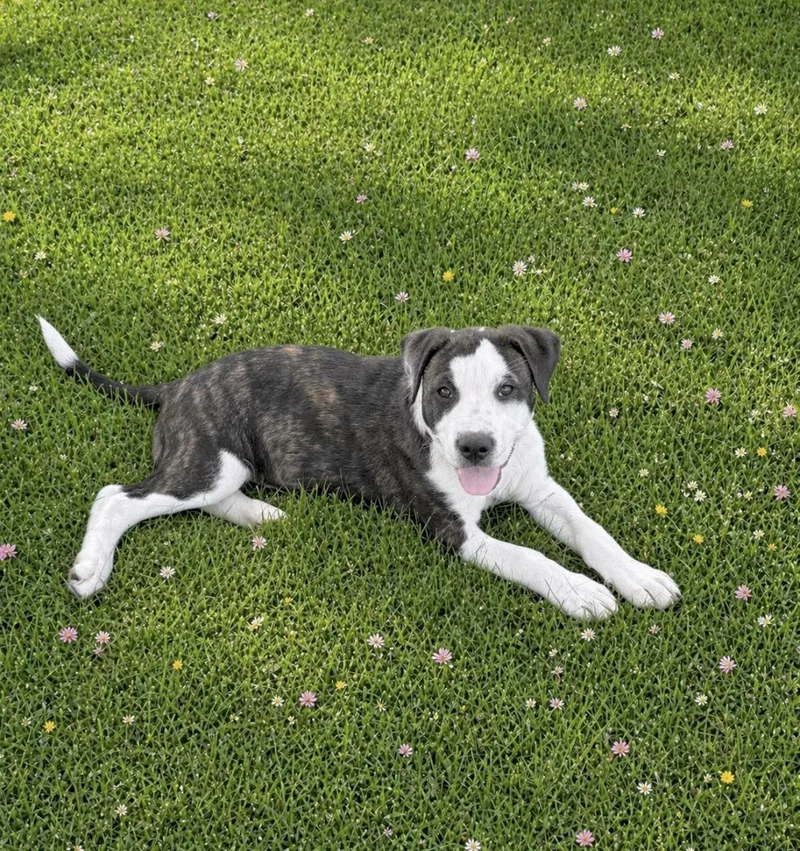 A baby large-sized male American Staffordshire Terrier dog named Franklin for adoption in Huntingtown, MD