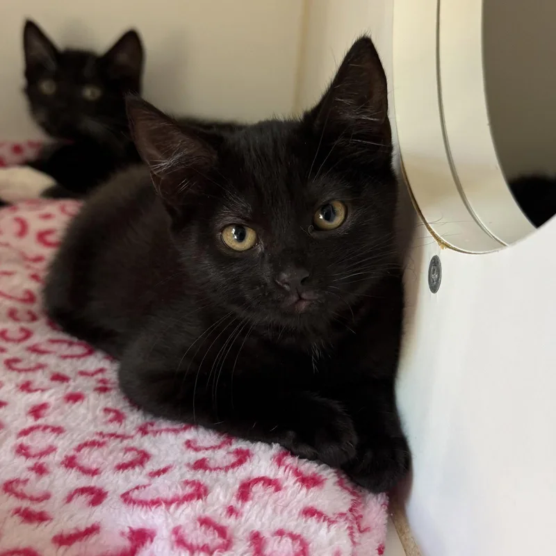 A baby small-sized female Black Domestic Short Hair cat named Maria for adoption in Oakland, CA
