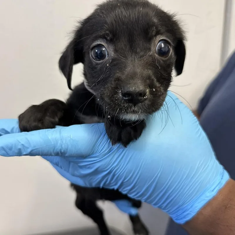 A baby small-sized female Black Pointer dog named Risa for adoption in Hattiesburg, MS