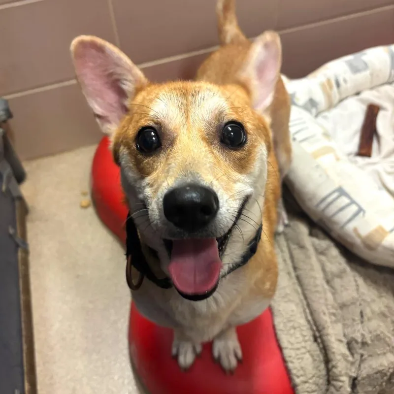An adult small-sized female Yellow / Tan / Blond / Fawn Mixed Breed dog named Crepe for adoption in Waukesha, WI