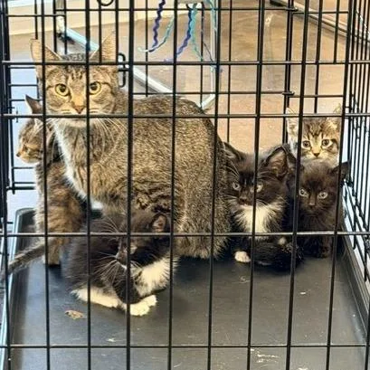 A young small-sized female Brown / Chocolate Domestic Short Hair cat named Libby for adoption in Horn Lake, MS