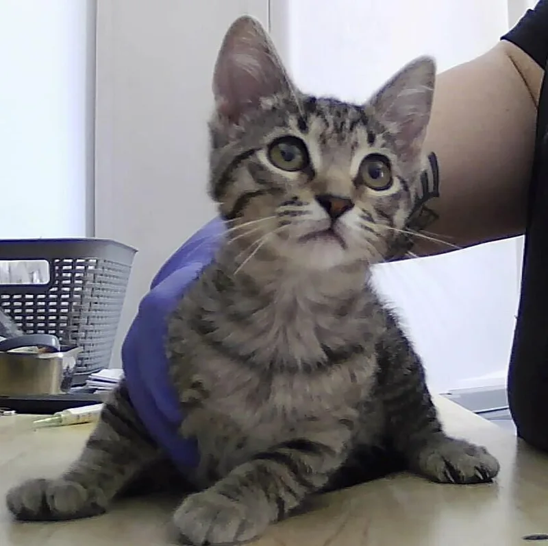 A baby small-sized female Tabby (Brown / Chocolate) Domestic Short Hair cat named Echo for adoption in Anoka, MN