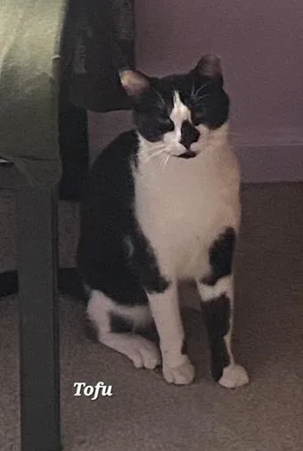 A young large-sized male Black & White / Tuxedo Domestic Short Hair cat named Tofu for adoption in Catasauqua, PA