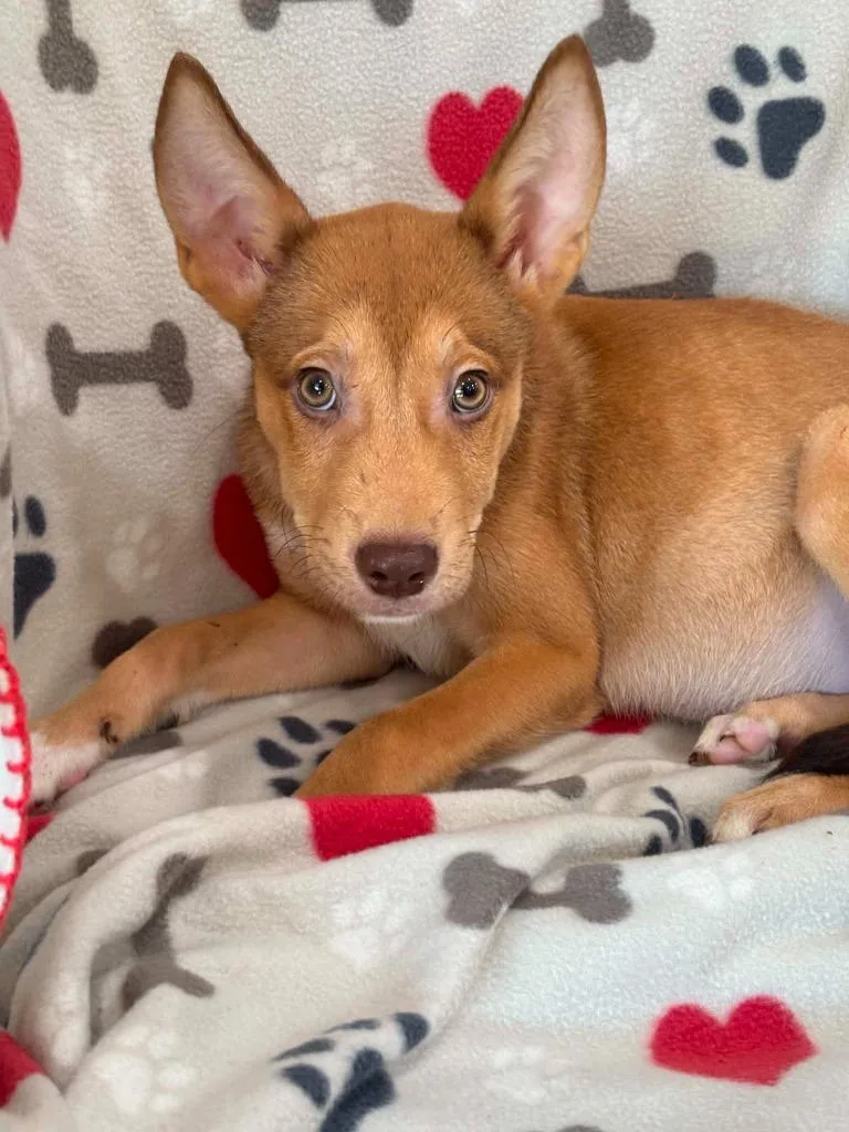 A baby small-sized male German Shepherd Dog dog named Frisco for adoption in Warrenton, NC
