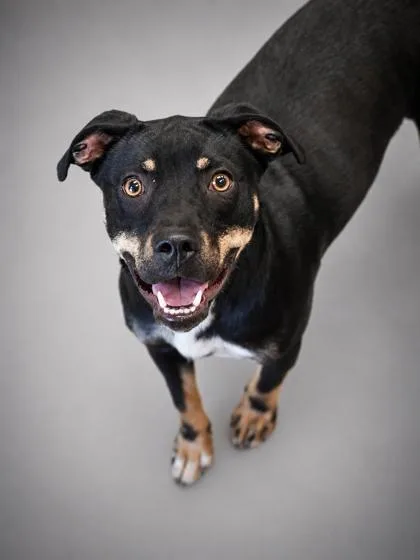 A young medium-sized female Terrier dog named Nova for adoption in Bowling Green, KY