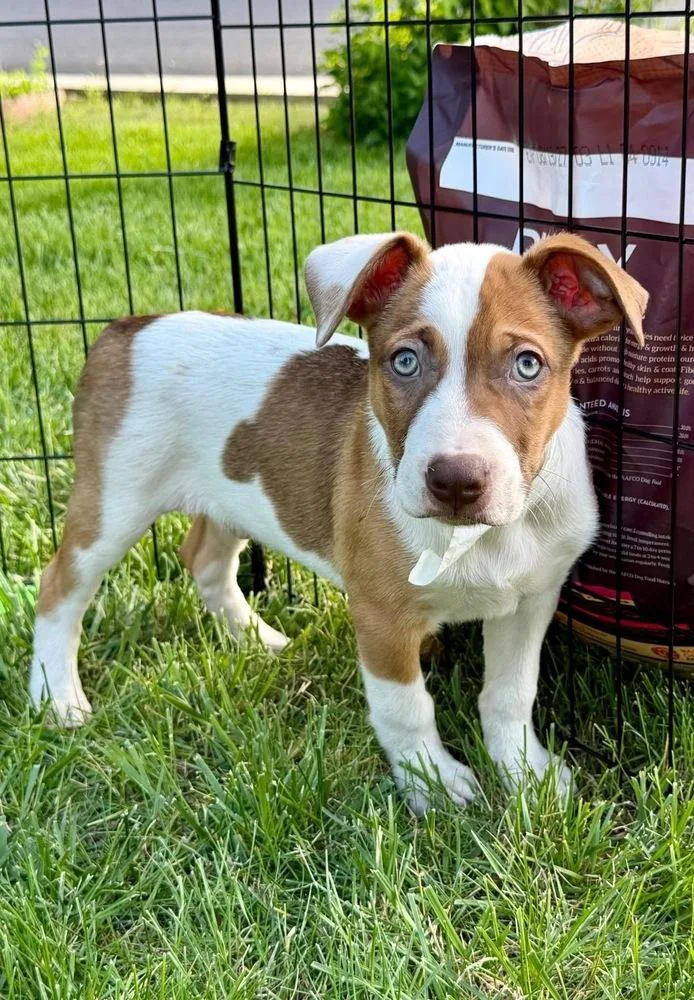A baby small-sized male Tricolor (Brown, Black, & White) Australian Cattle Dog / Blue Heeler dog named Triceratops for adoption in Colorado Springs, CO