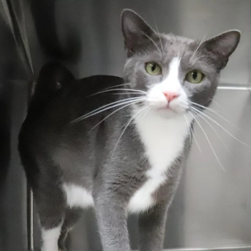 A young medium-sized female Gray / Blue / Silver Domestic Short Hair cat named Tally for adoption in Lakeland, FL