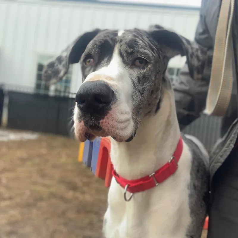 Nova Rayne thumbnail 2