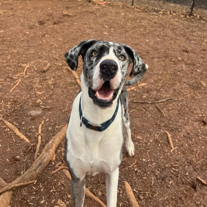 Nova Rayne thumbnail 3