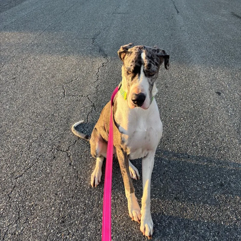 Nova Rayne thumbnail 4