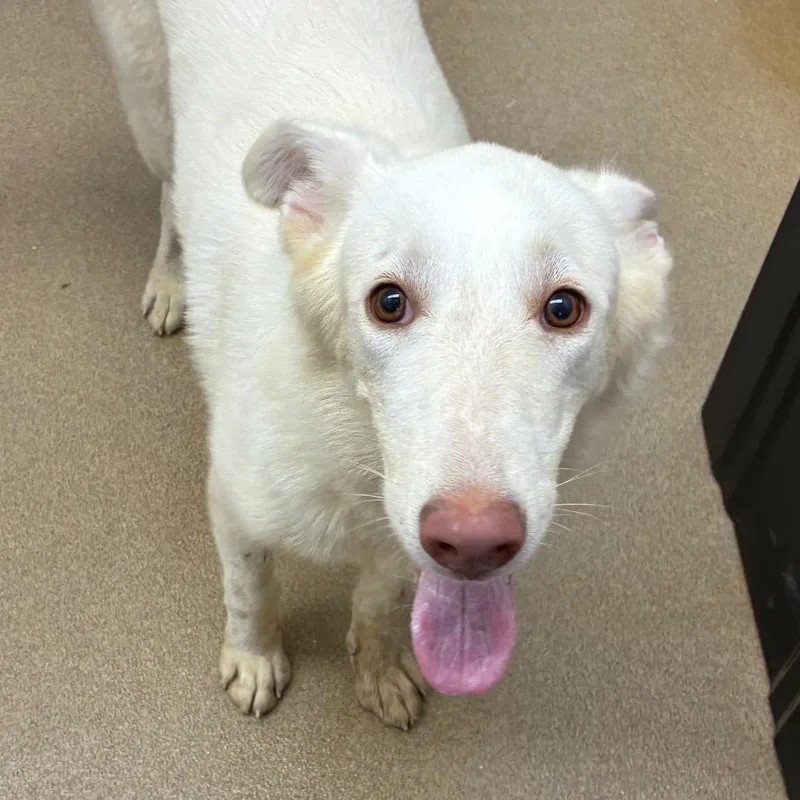 An adult small-sized female White / Cream Husky dog named Islarose for adoption in Corpus Christi, TX