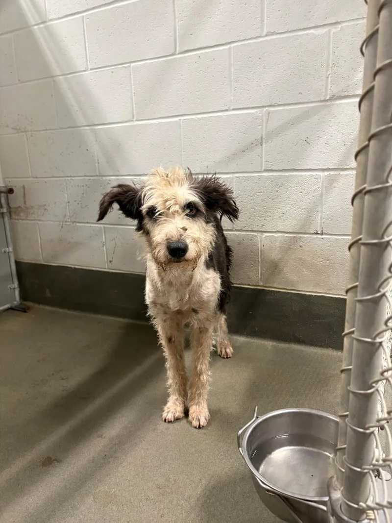 A young medium-sized female Tricolor (Brown, Black, & White) Aussiedoodle dog named Mrs Rachel for adoption in Garland, TX