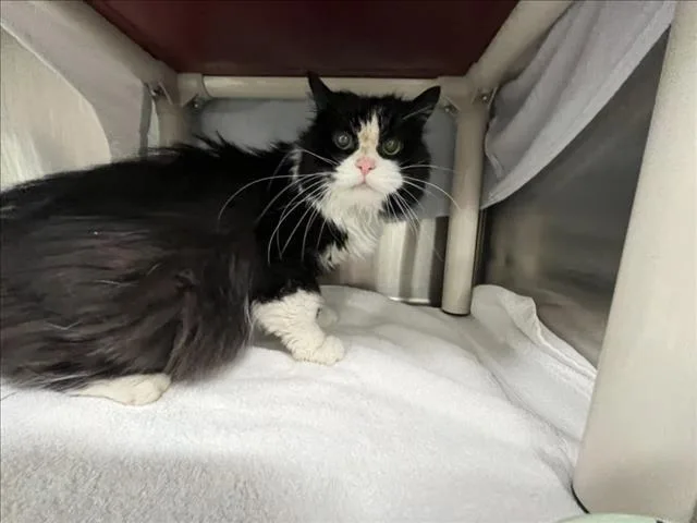 A senior small-sized male Manx cat named Dj for adoption in Derwood, MD