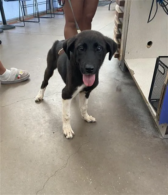 A baby large-sized female Mixed Breed dog named Princess Fiona for adoption in Dallas, TX