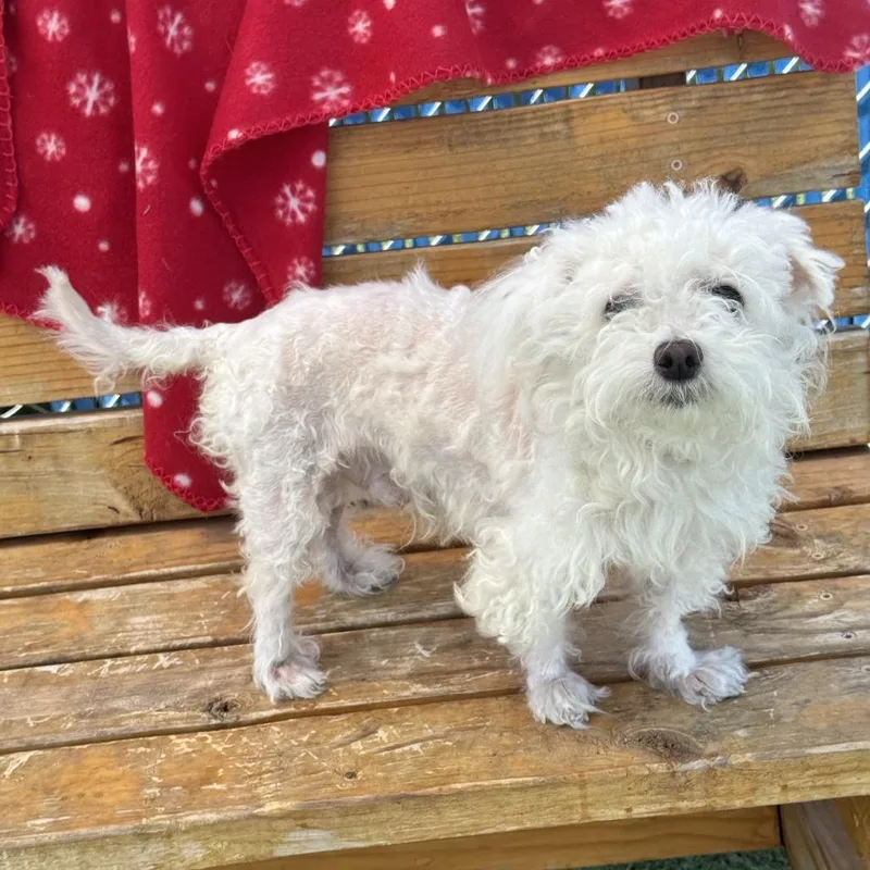 An adult small-sized male Poodle dog named Zorro for adoption in Long Beach, CA