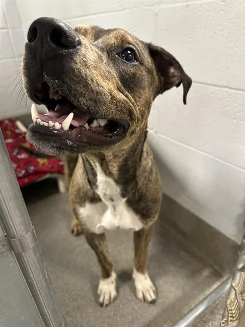 A young medium-sized male Pit Bull Terrier dog named Escher for adoption in Huntsville, AL