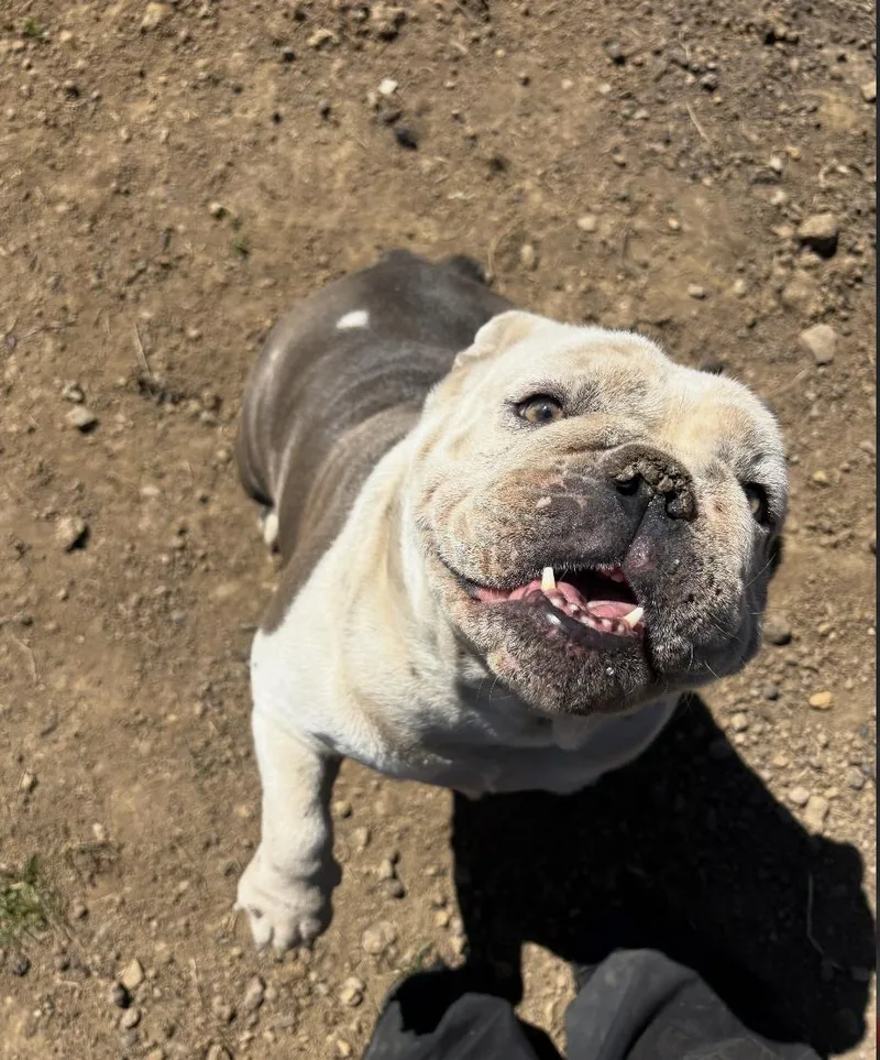 A young medium-sized female English Bulldog dog named Joy for adoption in Chester Springs, PA