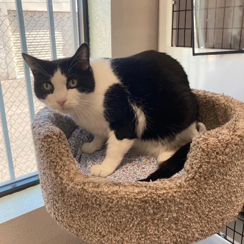 Little Bootsie thumbnail 2