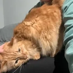 Georgia Ii thumbnail 3