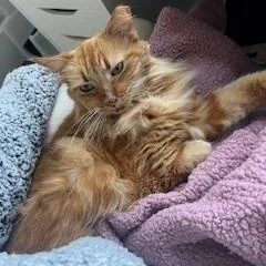 Georgia Ii thumbnail 4