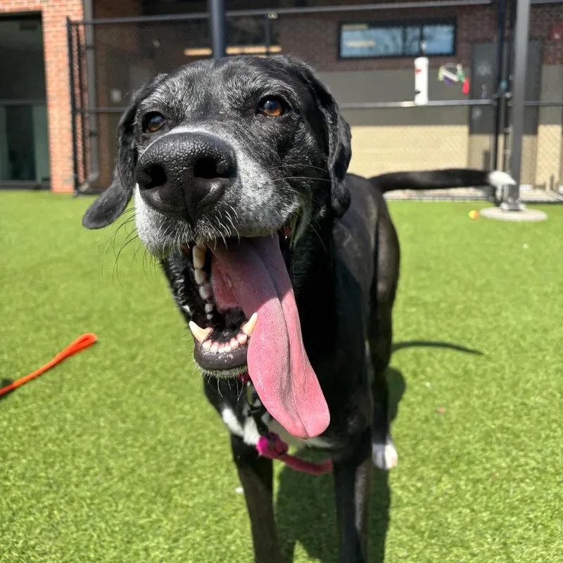 An adult large-sized male Black Great Dane dog named Drako for adoption in Washington Township, OH