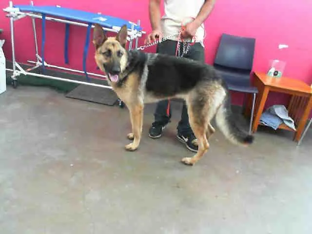 An adult large-sized male German Shepherd Dog dog named Loki for adoption in Dallas, TX