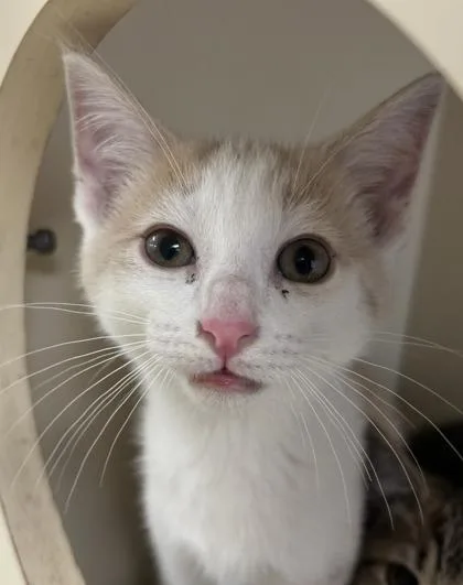 A baby small-sized female Domestic Short Hair cat named Joey for adoption in Cincinnati, OH