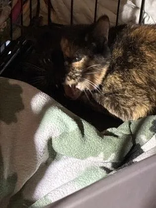 An adult medium-sized female Domestic Short Hair cat named Cass for adoption in Lafayette, IN
