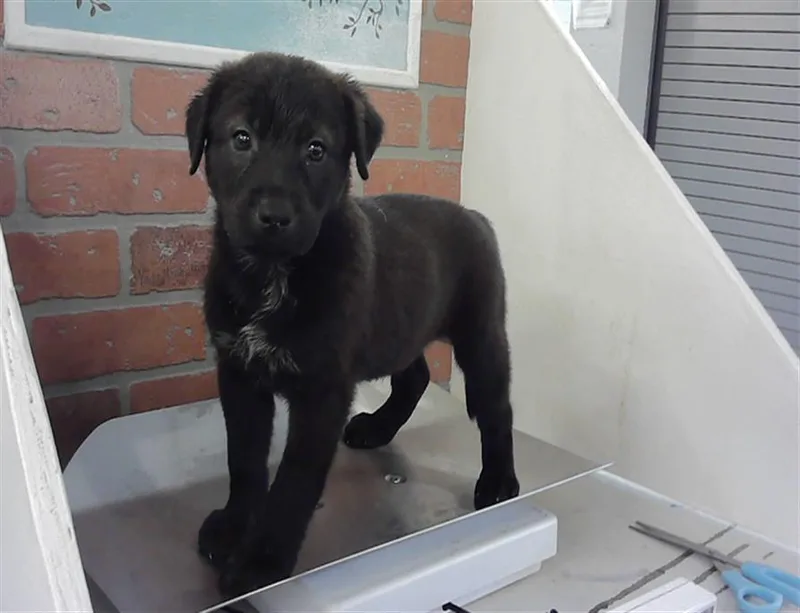A baby small-sized male Labrador Retriever dog named Mac for adoption in Houston, TX