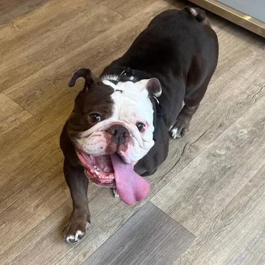 An adult medium-sized female Brown / Chocolate English Bulldog dog named BonBon for adoption in Westhampton, NY