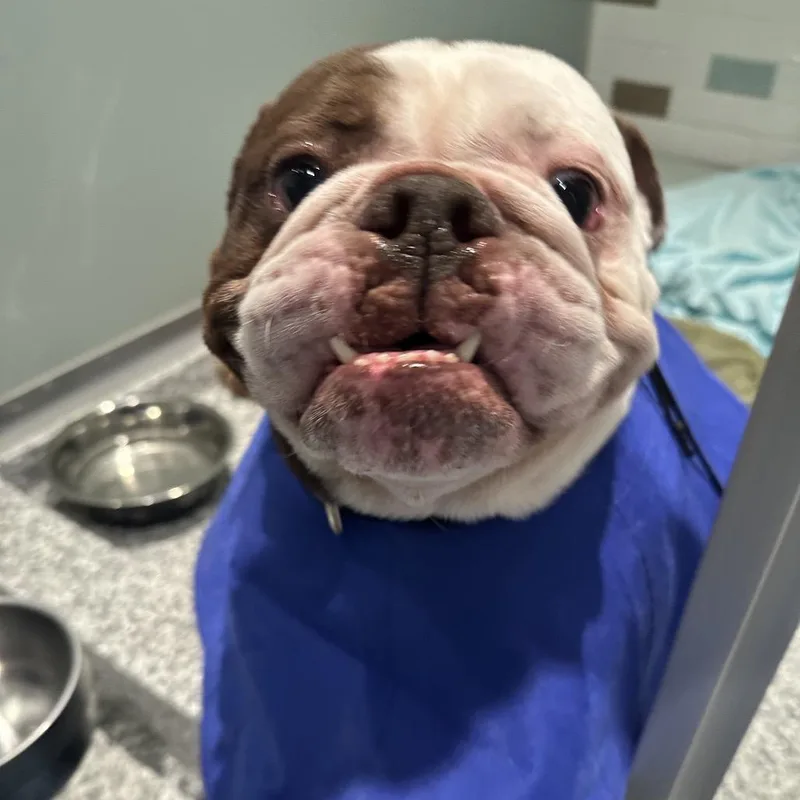 BonBon thumbnail 3