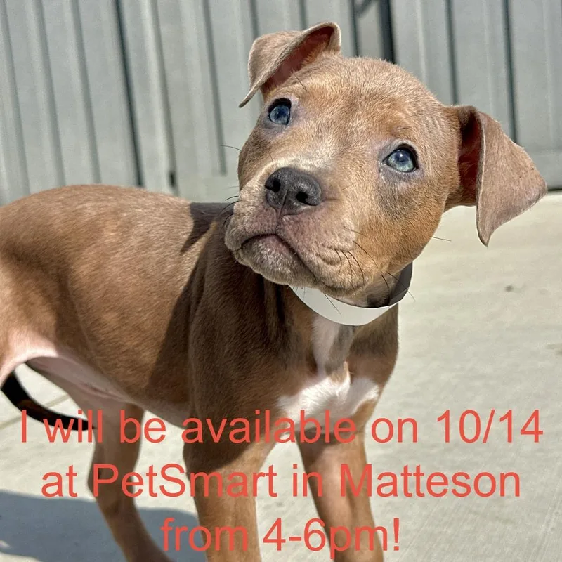 A baby small-sized female Pit Bull Terrier dog named Birdy for adoption in Matteson, IL