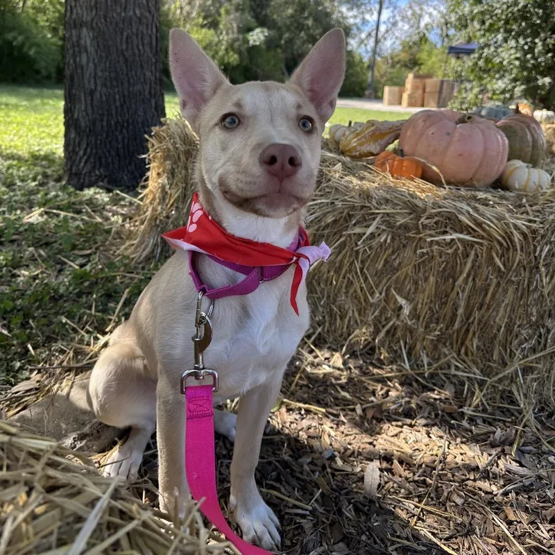 A baby medium-sized female Shepherd dog named Poppie for adoption in San Antonio, TX