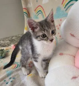 A young medium-sized female Domestic Short Hair cat named Kourtney for adoption in Bucyrus, OH