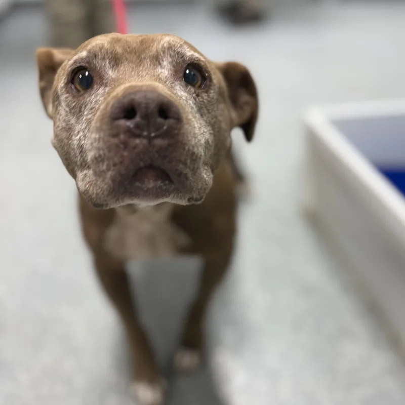 A senior medium-sized female Black Mouth Cur dog named Bess for adoption in Bardstown, KY